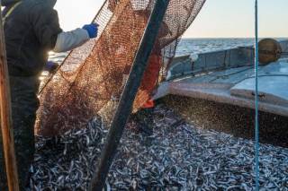 Совет государств Балтийского моря: запасы рыбы на грани