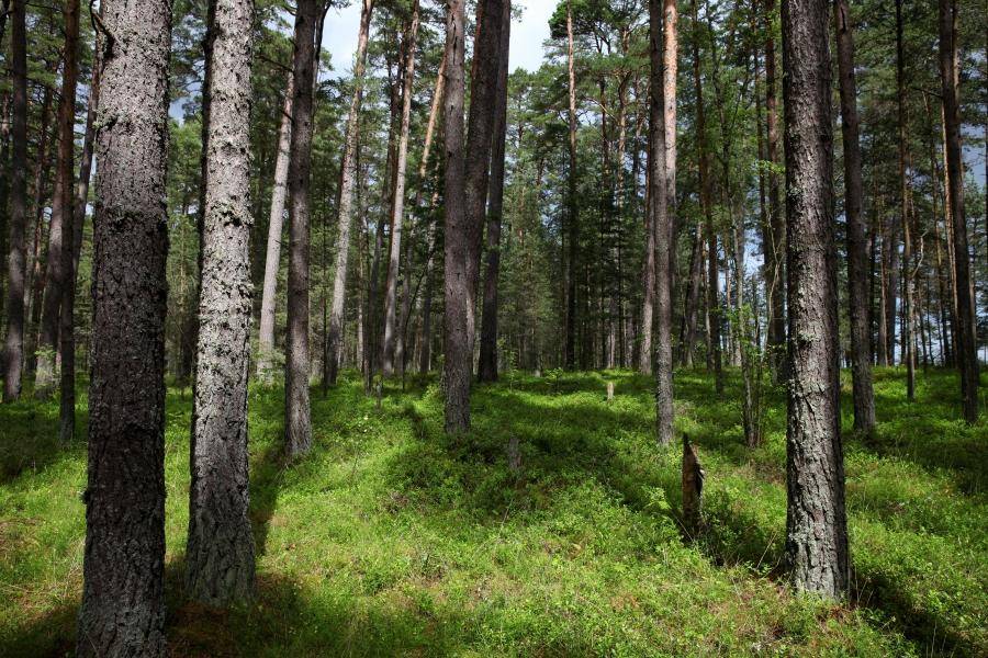 ГСЛ: леса занимают 52% сухопутной территории Латвии