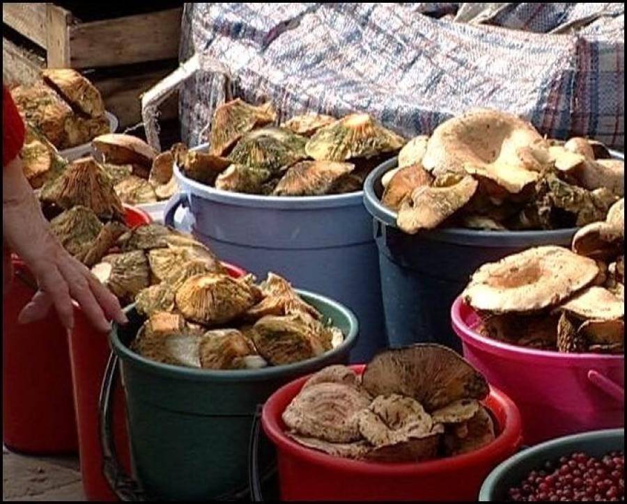 Налогообложение дохода от продажи даров природы