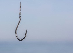 В течение недели мошенники украли 1,69 млн евро