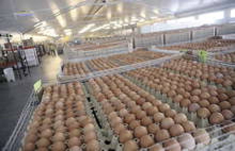 Продукция Balticovo отправляется прямиком на экспорт.