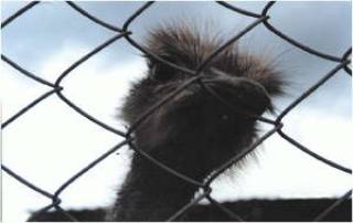  &quot;Вам чего?&quot; 