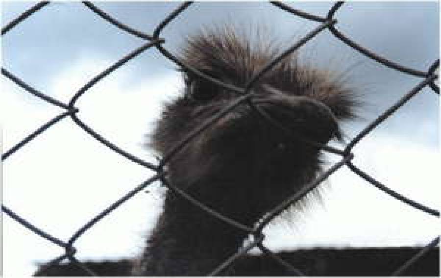  &quot;Вам чего?&quot; 