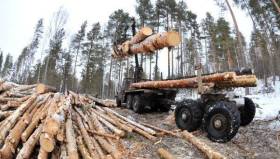 В начале этого года не прогнозируется резкого роста цен на древесину