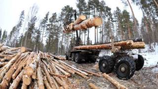 В начале этого года не прогнозируется резкого роста цен на древесину
