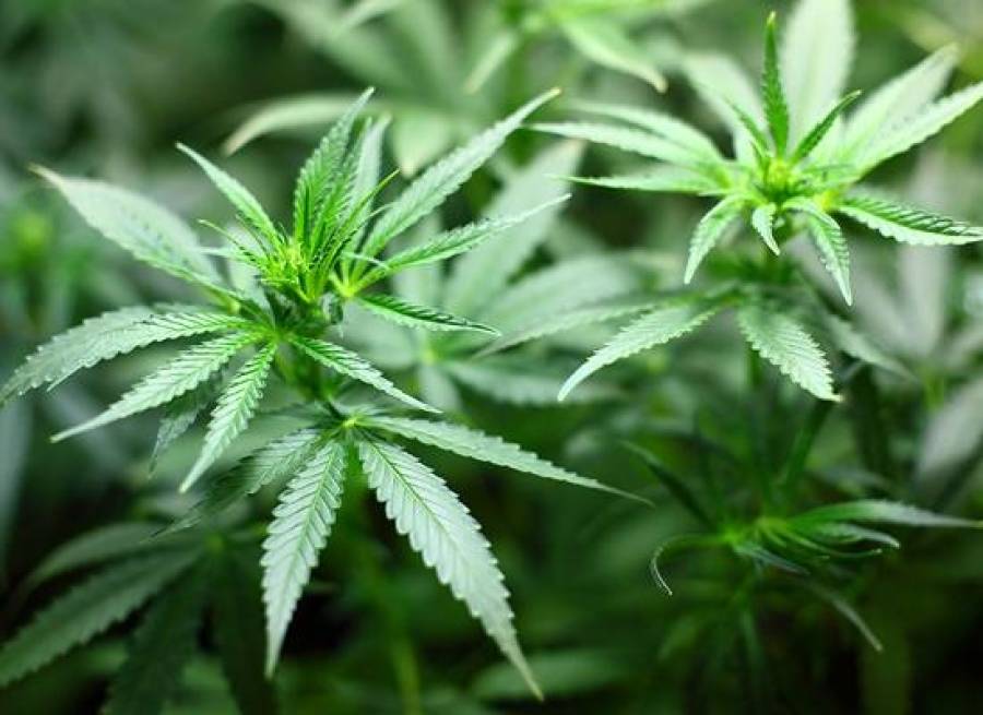 Потомки Боба Марли создали глобальный бренд марихуаны