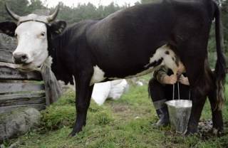 В рекламу латвийской молочной продукции вложат 1,319 млн. евро