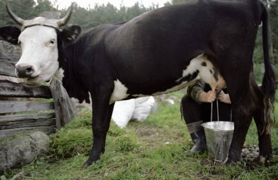 В рекламу латвийской молочной продукции вложат 1,319 млн. евро