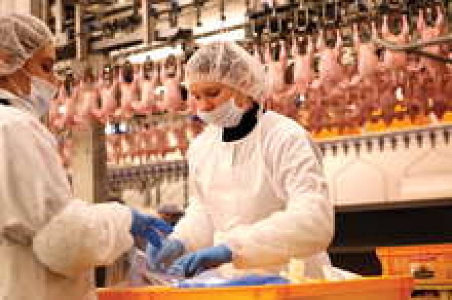 Фискалы могут заклевать птицефабрику