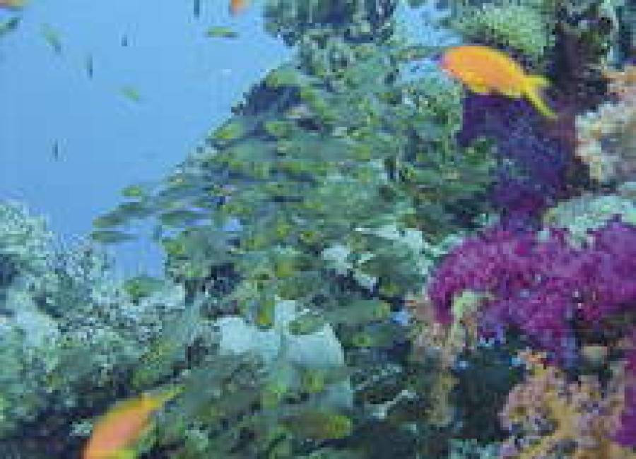 В Красном море обитает 1 150 видов рыб.