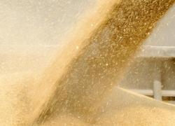 Зерновые проблемы Украины: решить проблему взялся латвийский министр