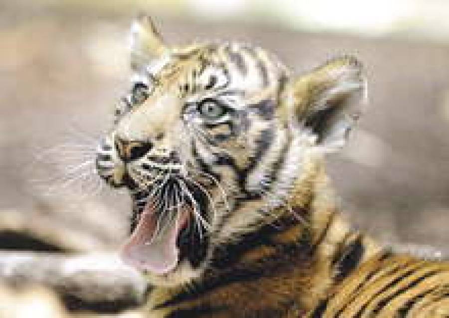 Балтийский тигр &mdash; опасность для всей Европы.