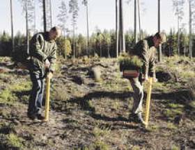 Лес &amp;#x2014; долгорастущие инвестиции!