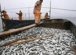 Латвия опять против ограничения на вылов сельди