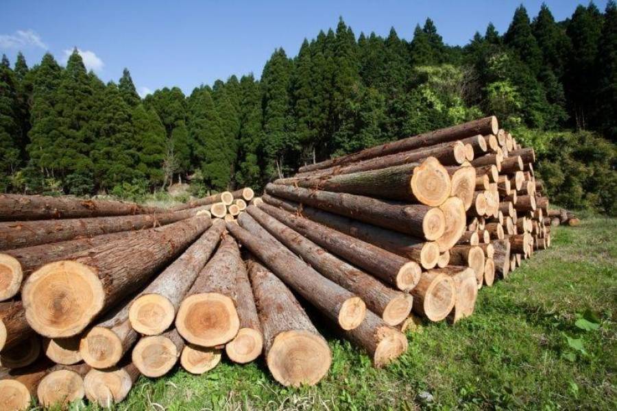 Экспорт продукции лесной отрасли в январе вырос на 24,4%
