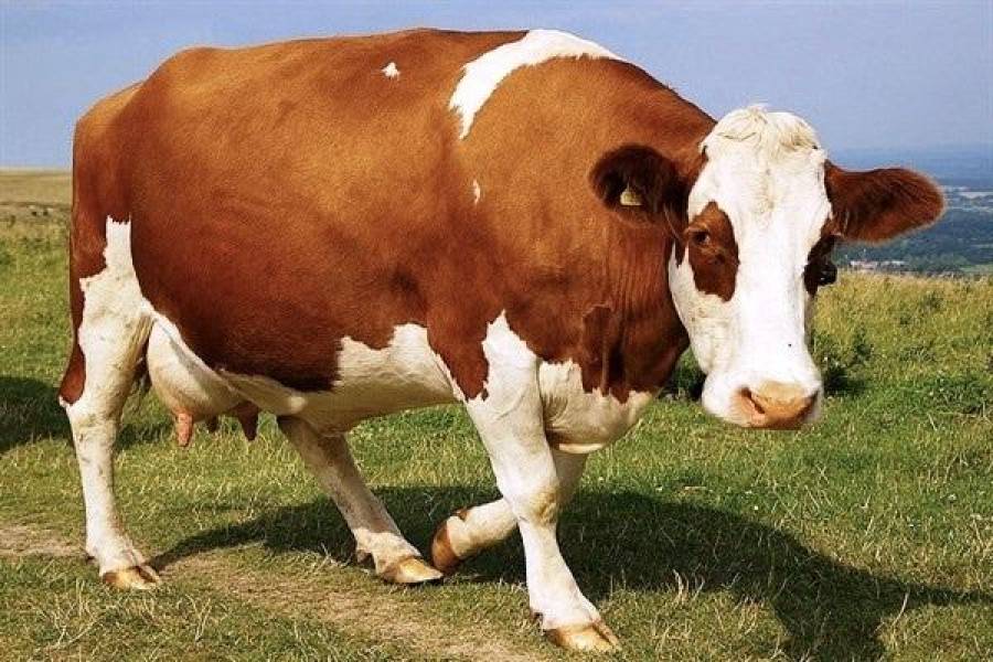 Быстро падают цены на говядину