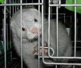 Имущество неплатежеспособной пушной фермы "Гробиня" планируется продать на аукционе