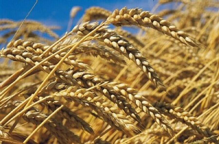 Латвия спасает Францию от неурожая