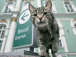 В Риге появится кафе, куда можно будет прийти с котом