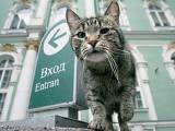 В Риге появится кафе, куда можно будет прийти с котом