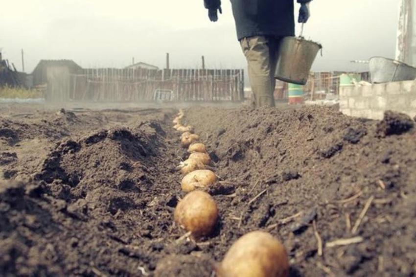 Картофелеводы: в этом году урожай картофеля будет лучше