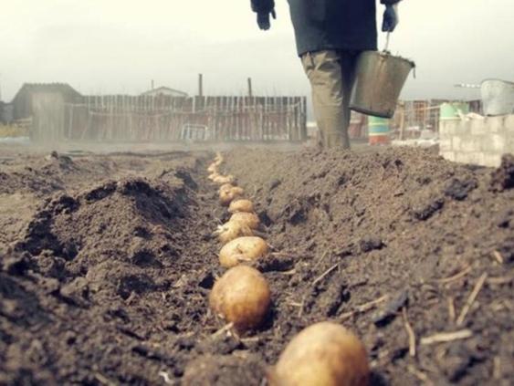 Картофелеводы: в этом году урожай картофеля будет лучше