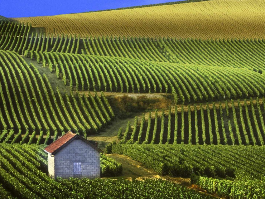 Производство вина в мире выросло, несмотря на проблемы виноделов Франции и Испании