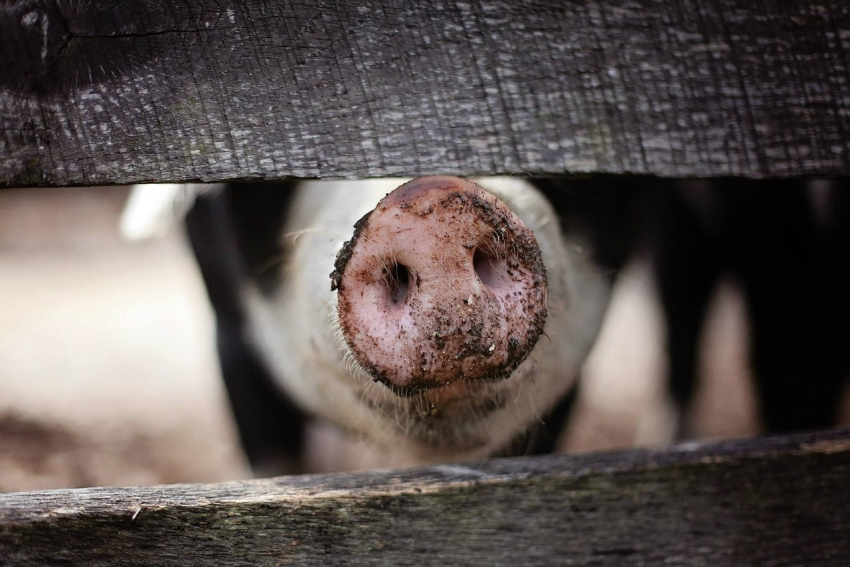 В свиноводческом комплексе Baltic Pork на 23 000 свиней выявлена АЧС