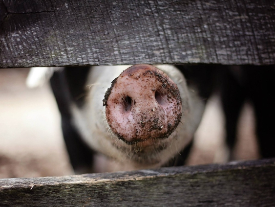 В свиноводческом комплексе Baltic Pork на 23 000 свиней выявлена АЧС