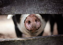 В свиноводческом комплексе Baltic Pork на 23 000 свиней выявлена АЧС