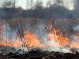 В Латвии активизировались поджигатели травы