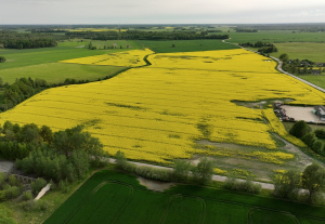 Из-за высоких цен на топливо фермеры могут сократить площади или даже ликвидироваться