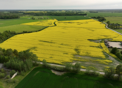 Из-за высоких цен на топливо фермеры могут сократить площади или даже ликвидироваться