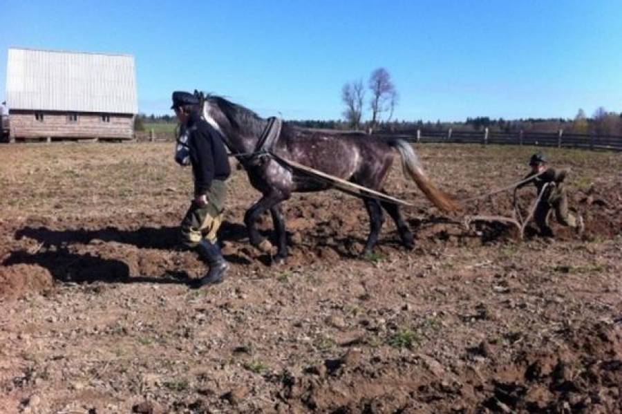 Половина хозяйств - менее 5 га