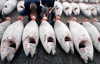 На первом рыбном аукционе голубой тунец продан за $37,6 тысячи