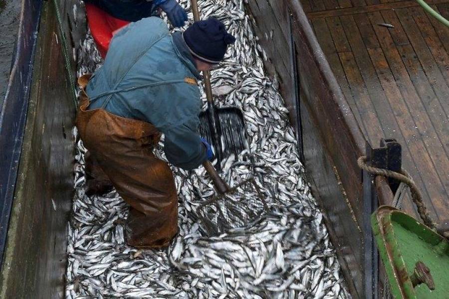 Рыбные войны в Рижском заливе: эстонские траулеры атакуют латвийские лодки