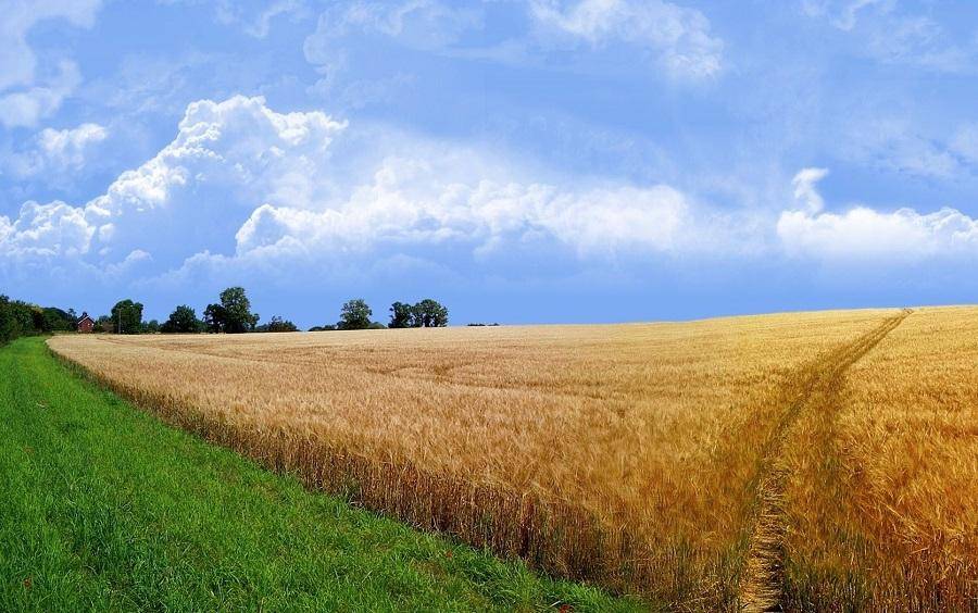Налогообложение дохода от продажи сельскохозяйственной земли