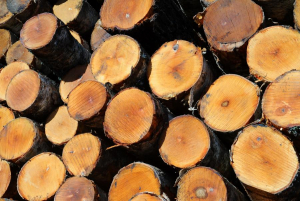 Умеренные морозы улучшают возможности лесозаготовки, но снижения цен пока не ожидается