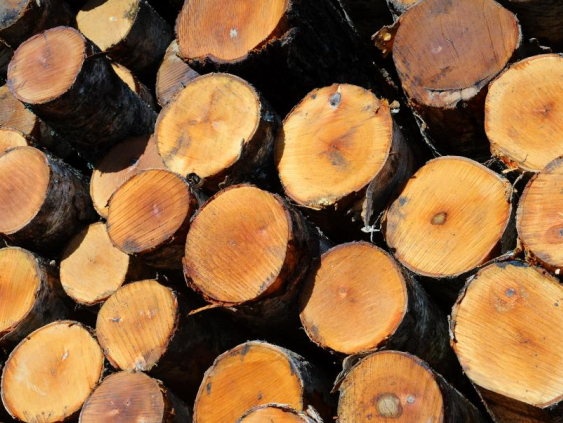 Умеренные морозы улучшают возможности лесозаготовки, но снижения цен пока не ожидается