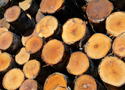 Умеренные морозы улучшают возможности лесозаготовки, но снижения цен пока не ожидается