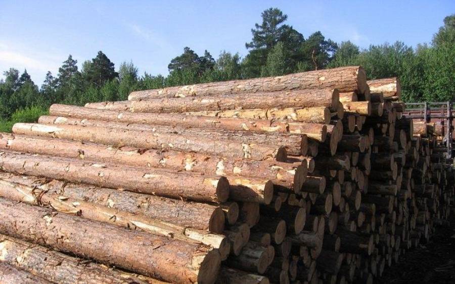 Налогообложение доходов от продажи лесоматериалов