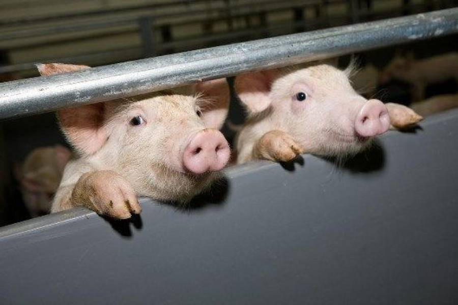 Мнение: вместо работы министры по-свински толкаются у кормушек