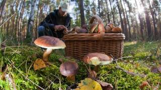 Грибная мафия! Нелегальный рынок ягод и грибов оценивается в миллионы