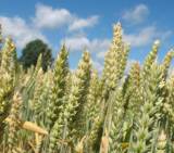 Сельскому хозяйству и пищевой промышленности для преодоления последствий "Covid-19" в этом году выделено 35,474 млн евро