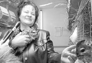 На пошив шубы нужно 300 таких зверьков.