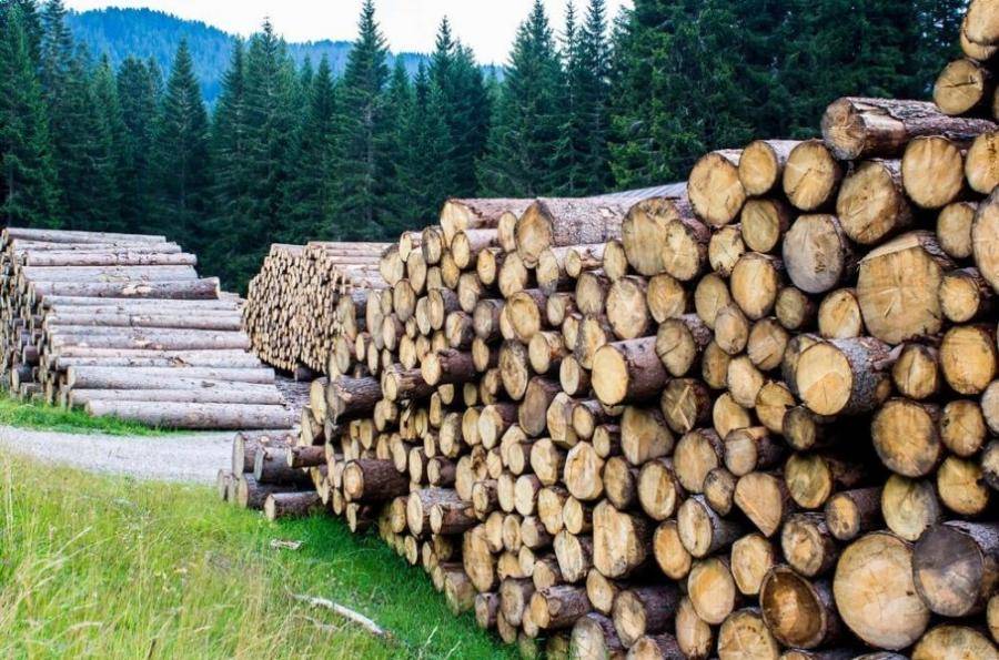 Налогообложение доходов от продажи лесоматериалов. Часть 2.
