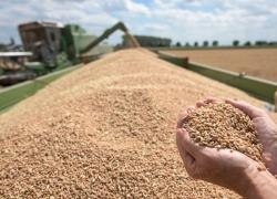 Фейк о краденом украинском зерне: почему в Латвии его не было и не будет
