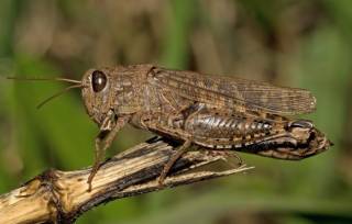 Понаехали тут! Саранча Locusta migratoria.