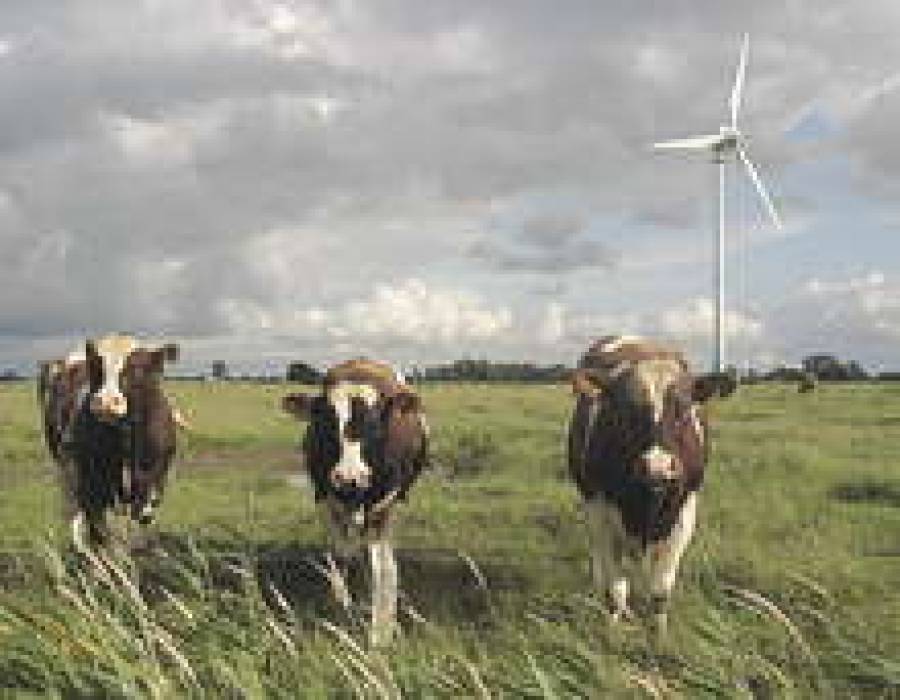 Коровам отведена важнейшая роль в развитии латвийской альтернативной энергетики.