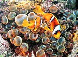 Красное море
